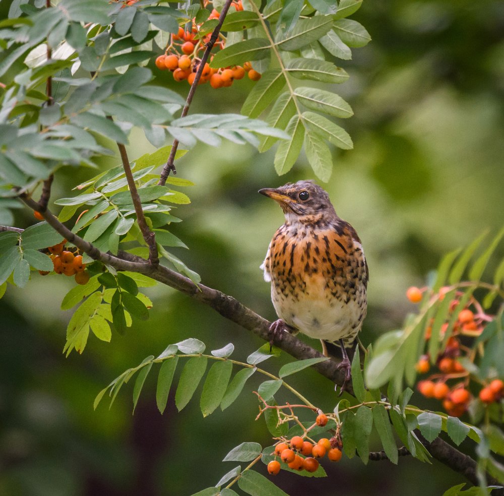 В рябиновом логове