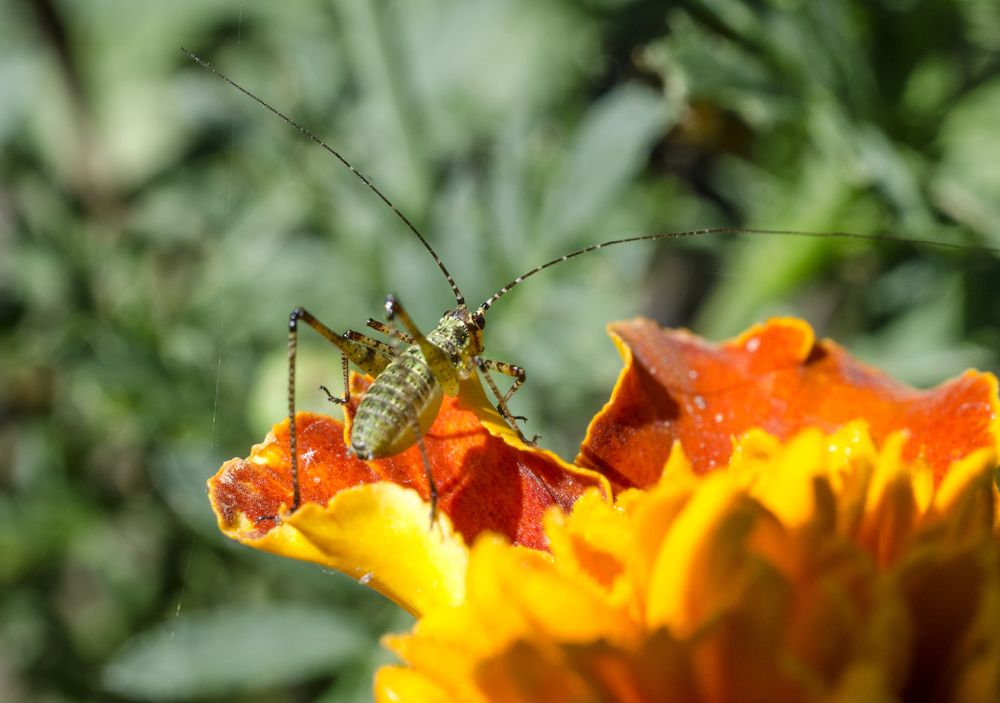 усатый-полосатый