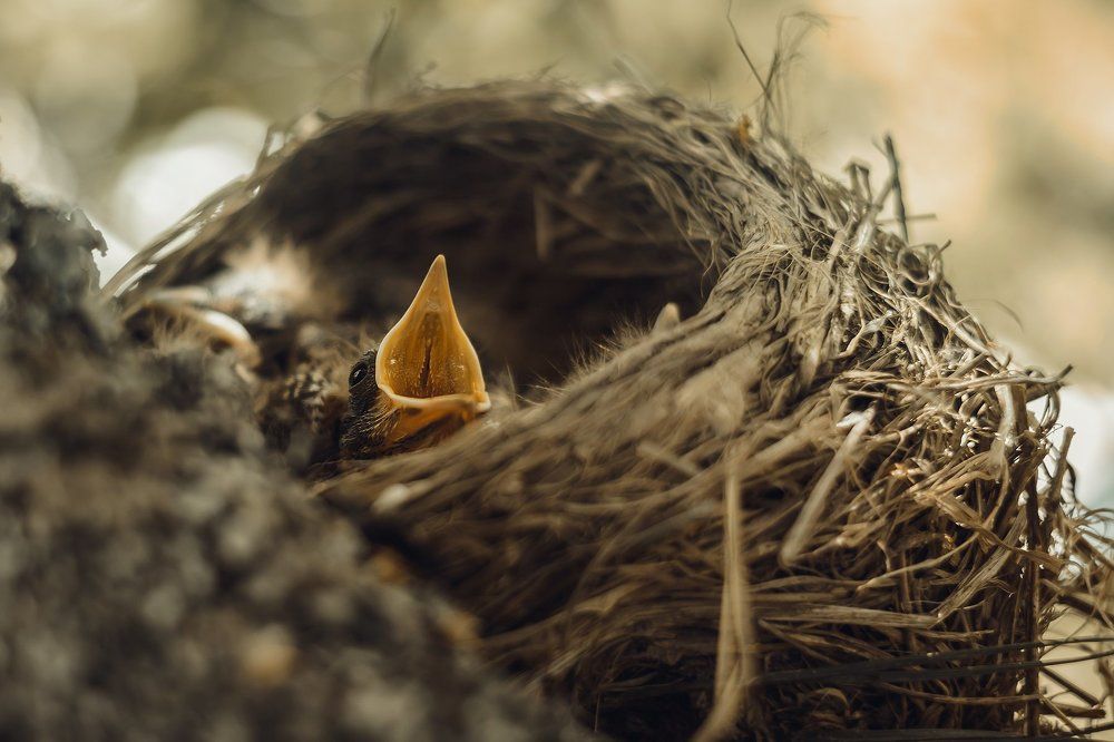 желторотик