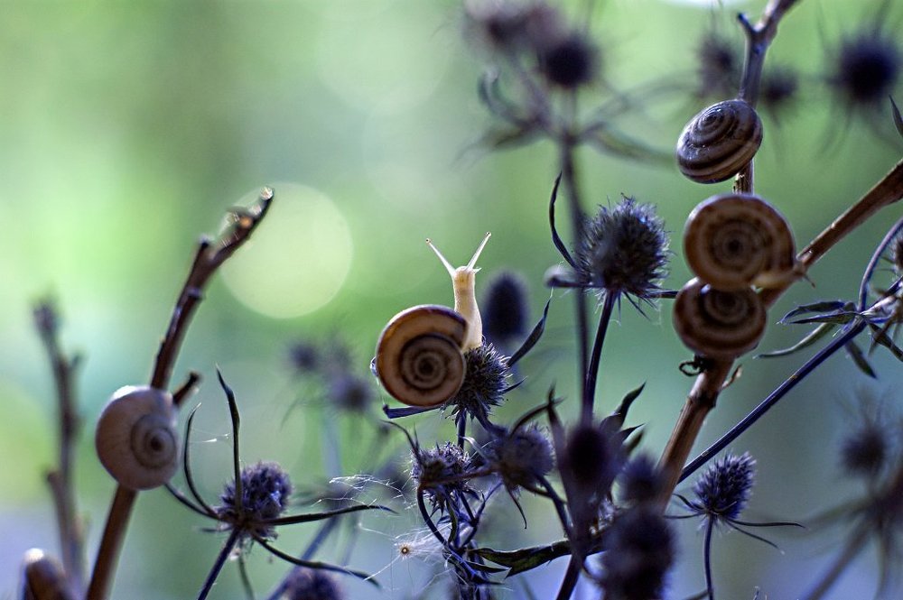 Про улитку.