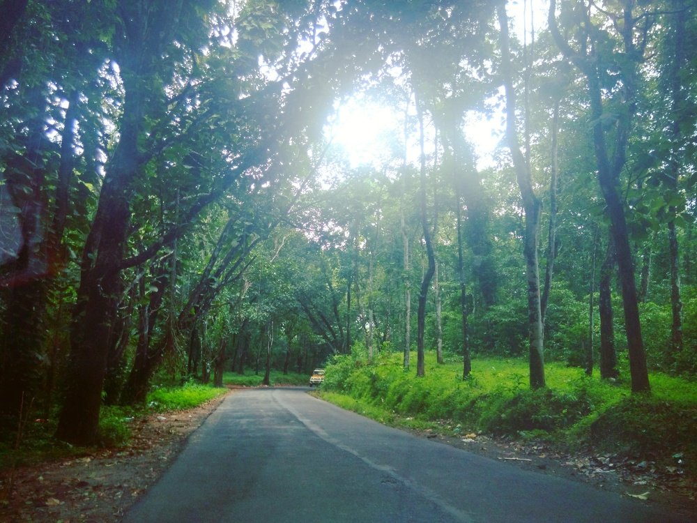 A journey through the woods..