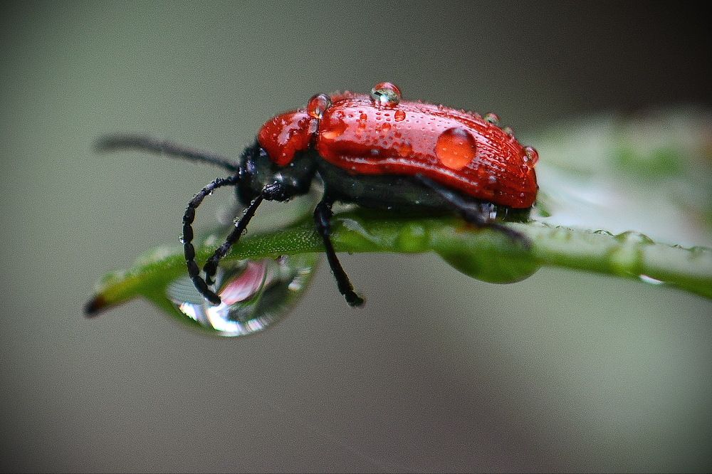 Не успел спрятаться.