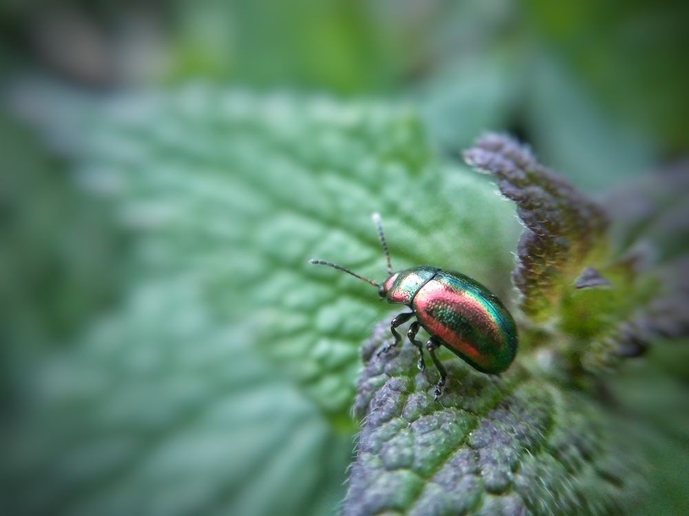 Beetle