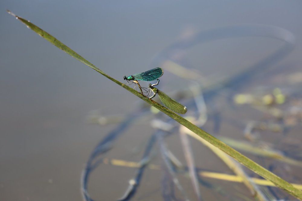 А если это любовь ?