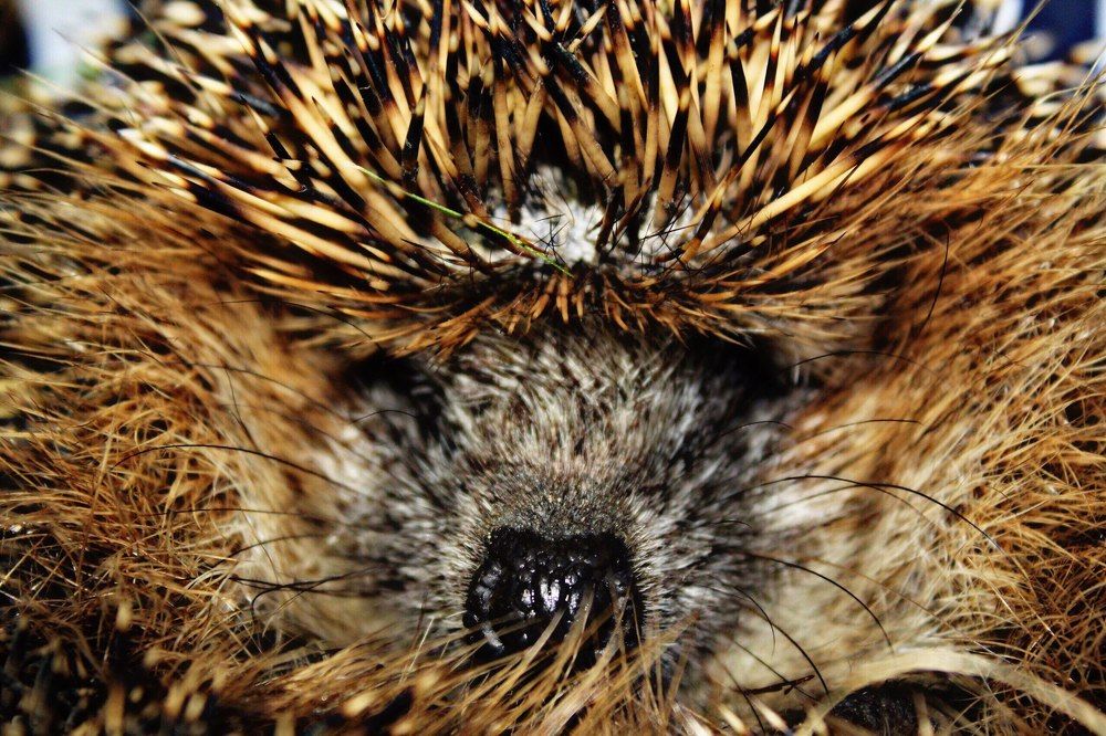 Ночной гость.