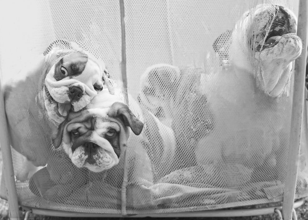 Свободу - бульдогам!