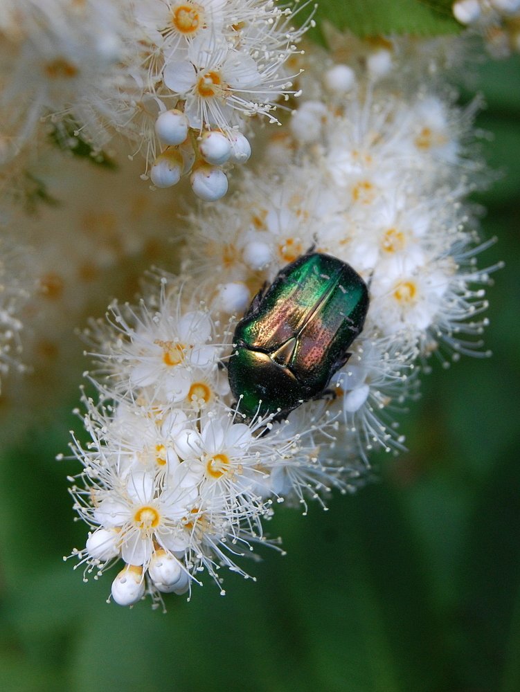 Скарабей-эстет