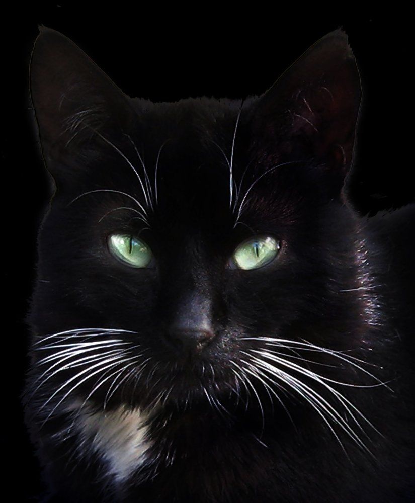 Кот