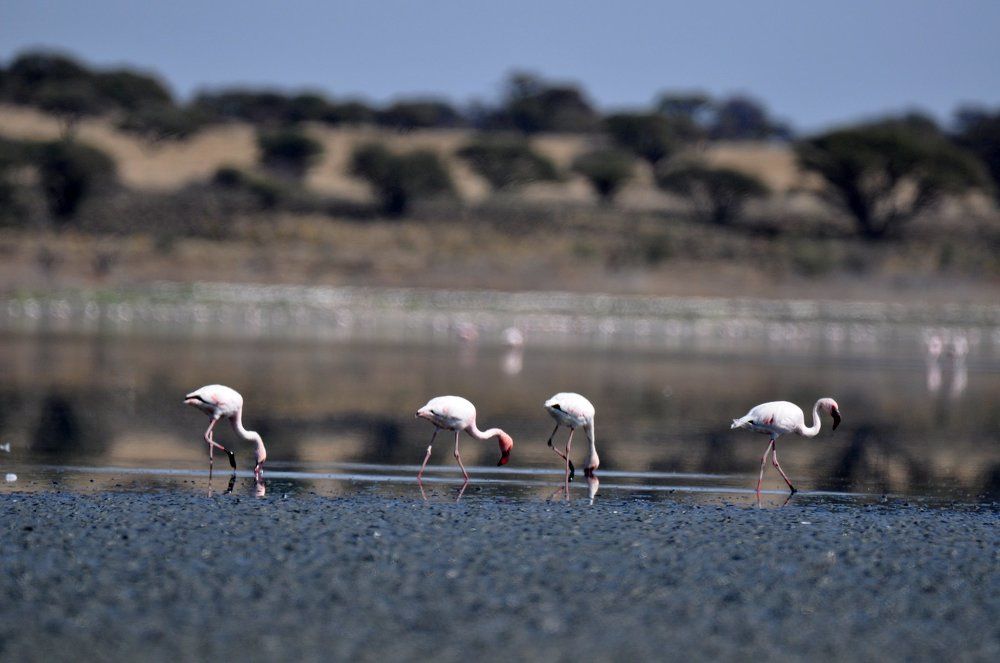 Kamfers dam. South Africa