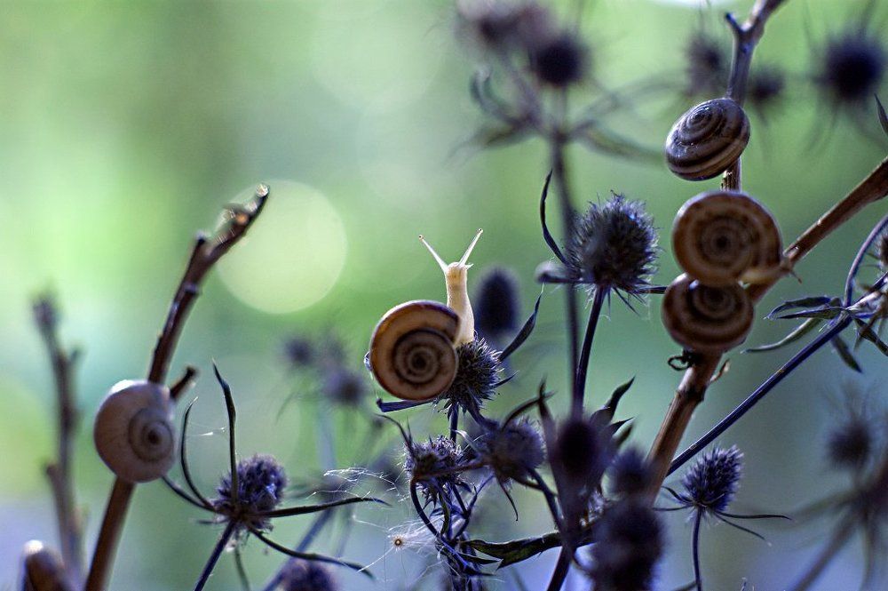 Про улитку.