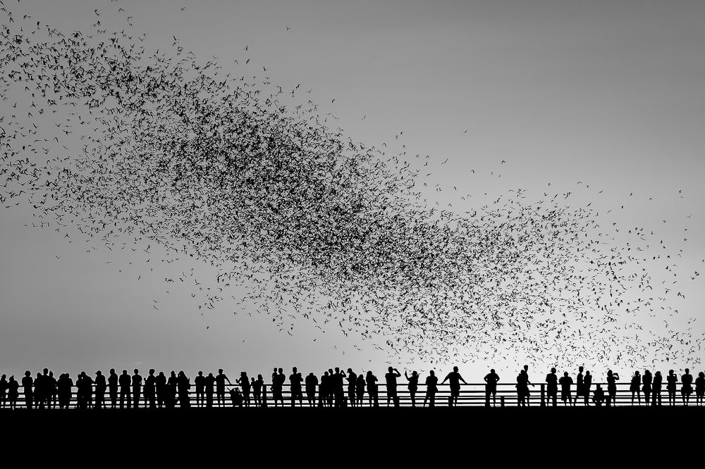 Texas Bat Watch