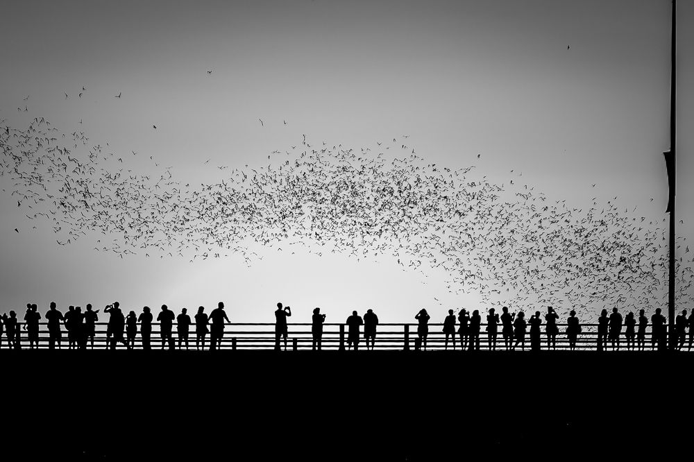Texas Bat Watch
