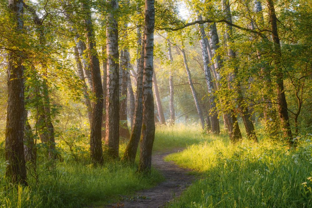 /Утро в роще.../