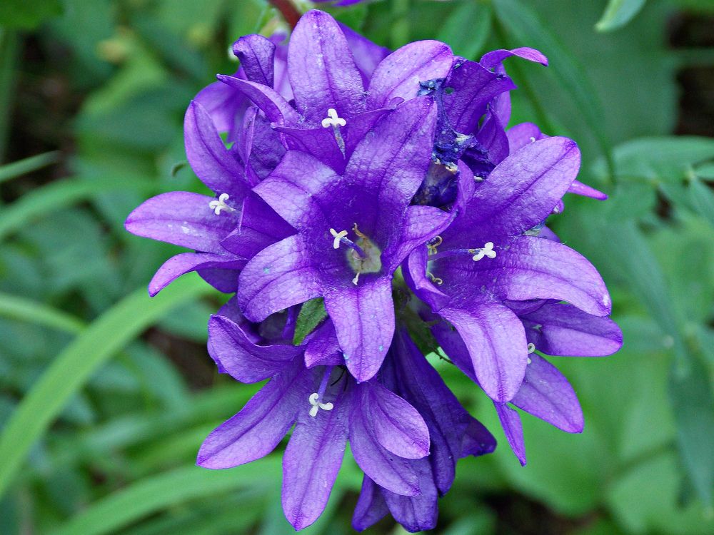 Прекрасный лиловый