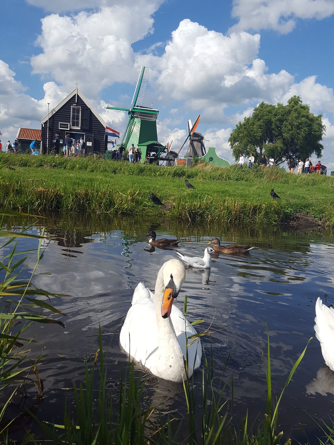 Swan lake at the Zaanse Schans
