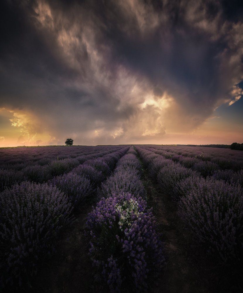 Lavender field