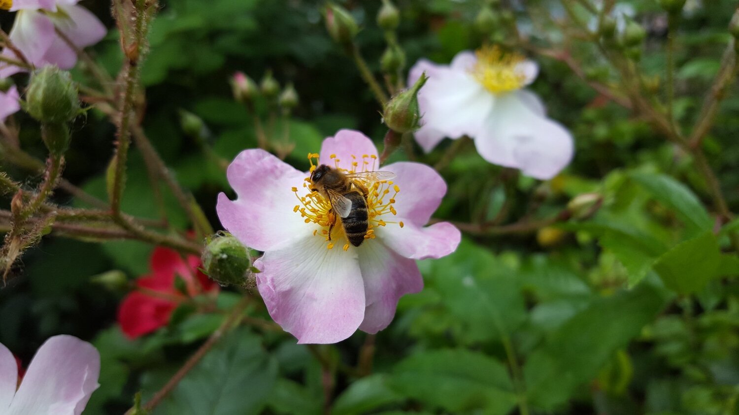 Bee Positive