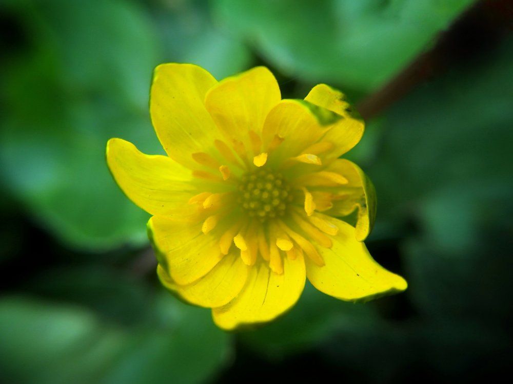 Macro flower