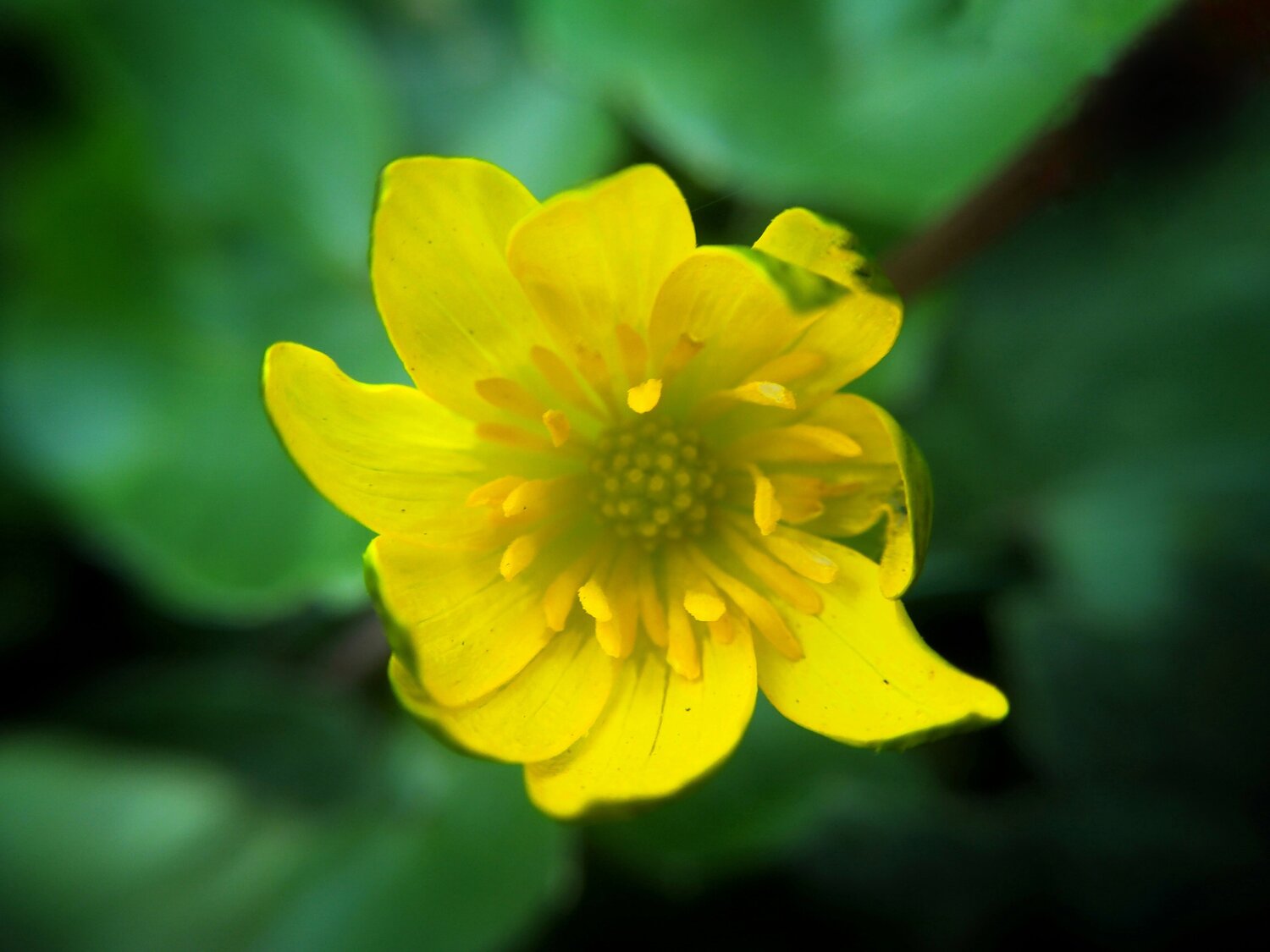 Macro flower