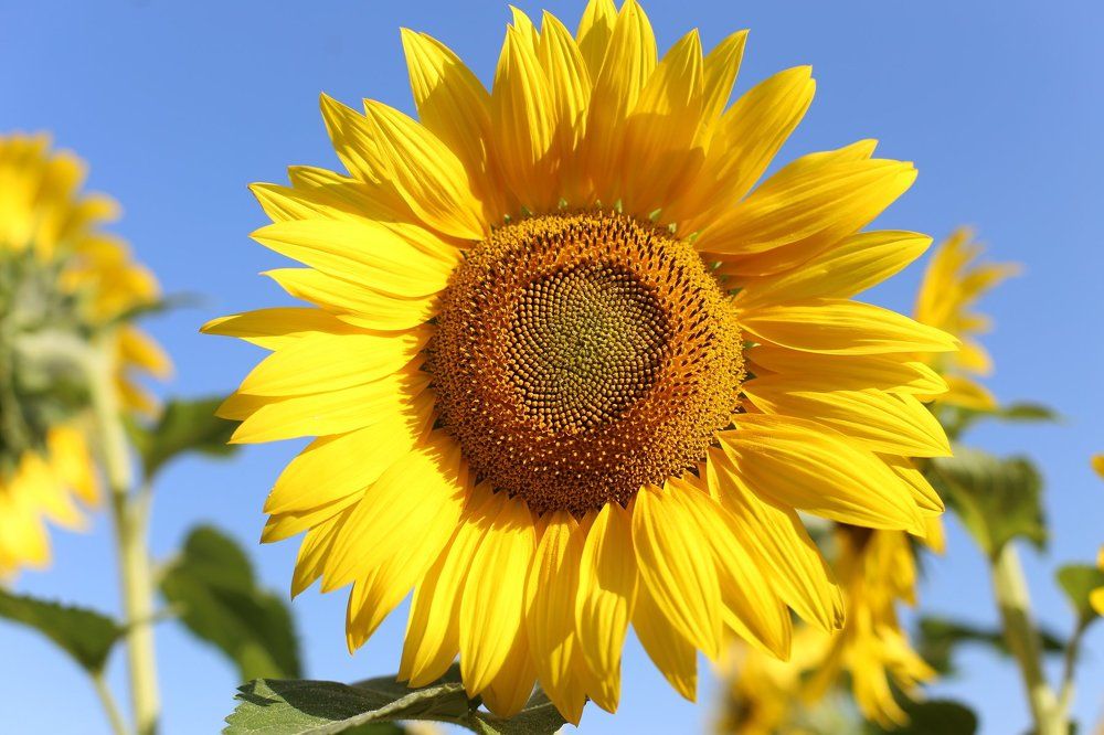 Дитя Солнца