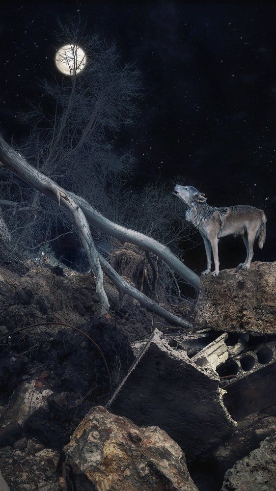 ПОЛНОЛУНИЕ