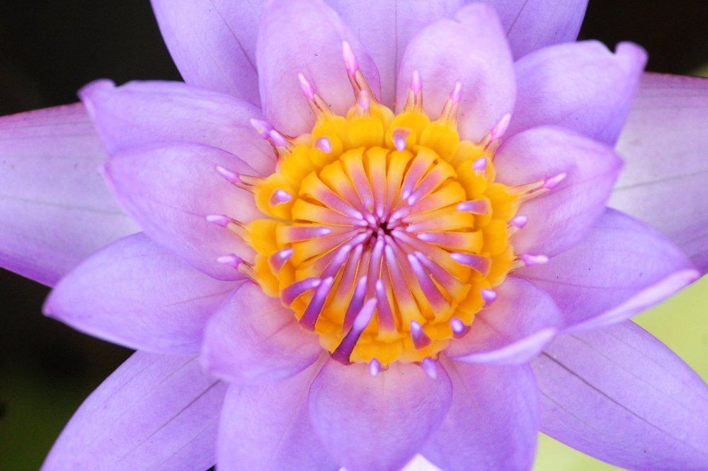 Nymphaea stellata