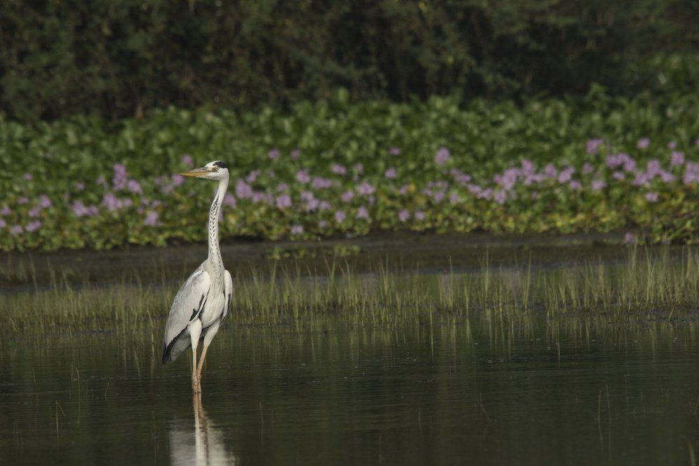Grey heron
