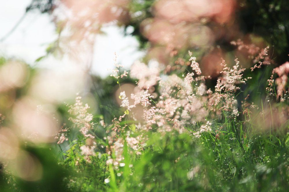 Sunlight  on grass