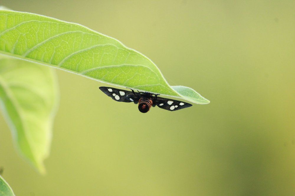 The  beauty of leaf