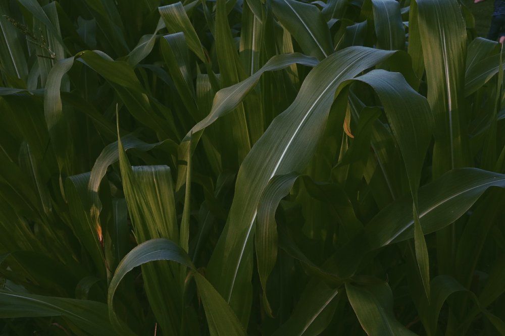 Вечерний контраст