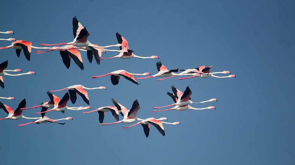 IN FLIGHT BALLERINAS