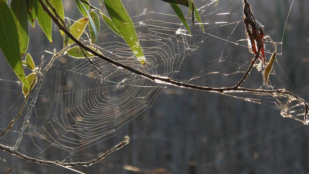 Шелковая сеть рыбака