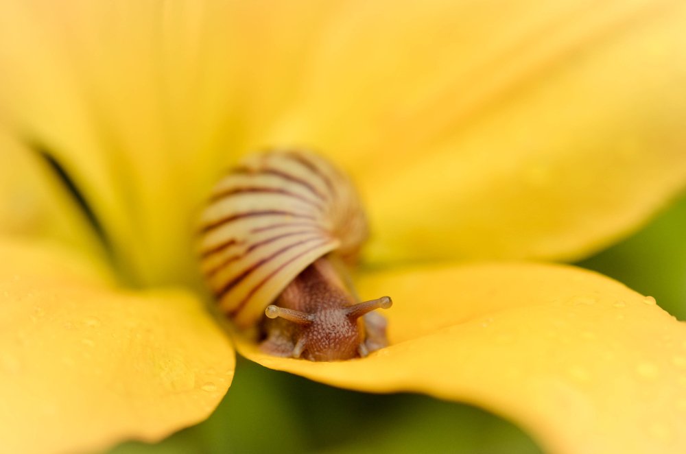 Сладкий сон