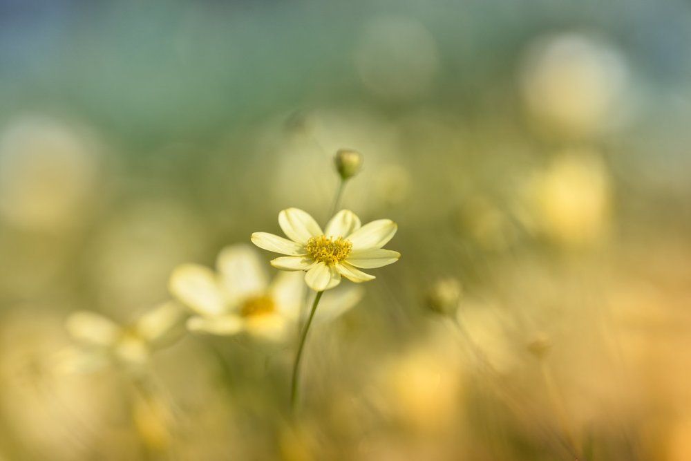 One Among The Others