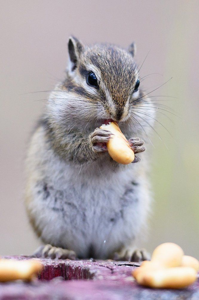 Сибирский бурундук