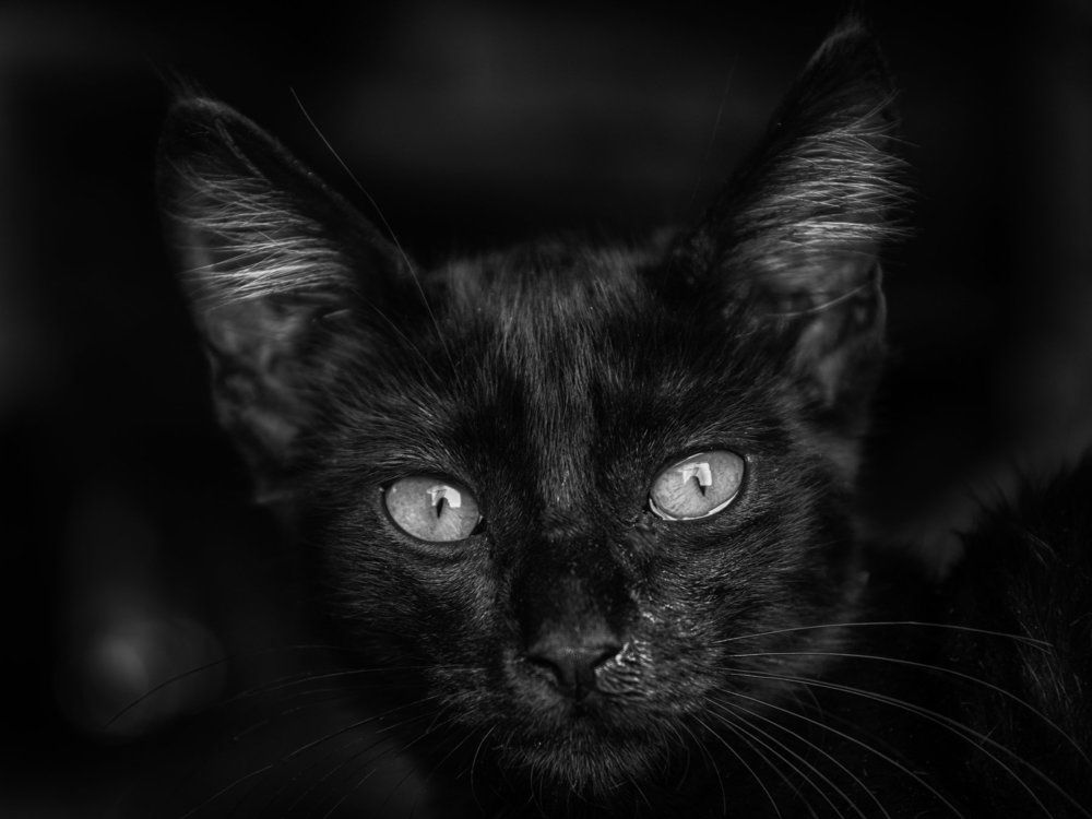 the black Cat