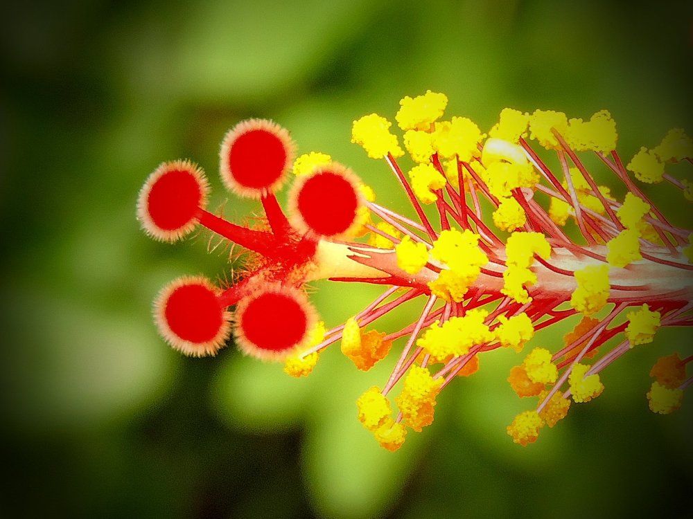 Pollen case