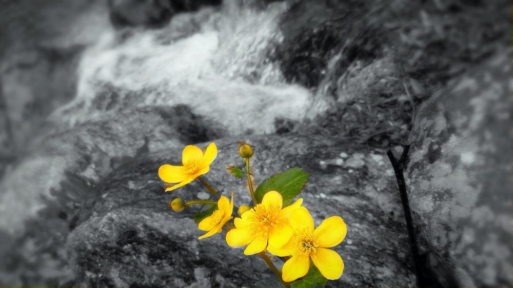 Flower beside Fountain