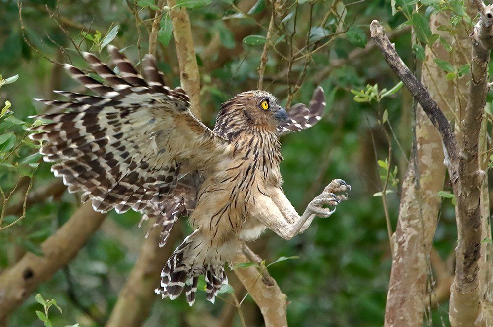 Buffy Fish Owl
