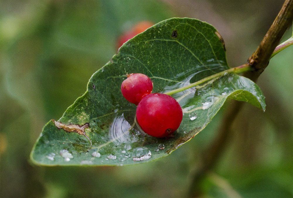 Лесной коктейль