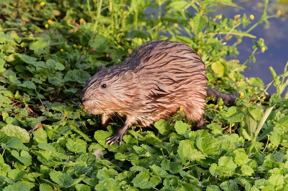 Московская ондатра