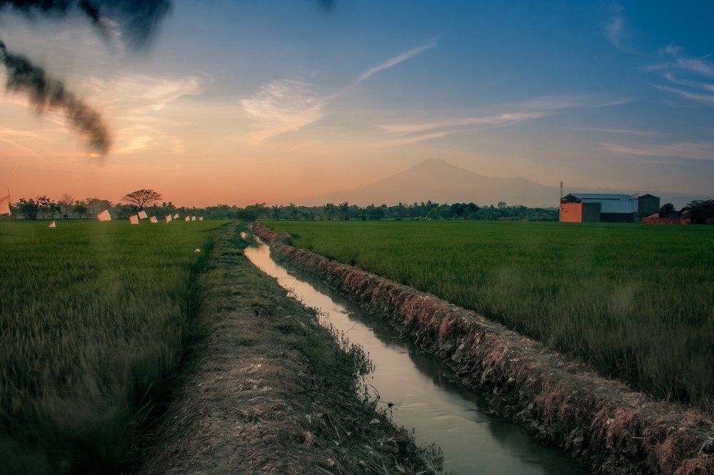 Sunrise & rice field