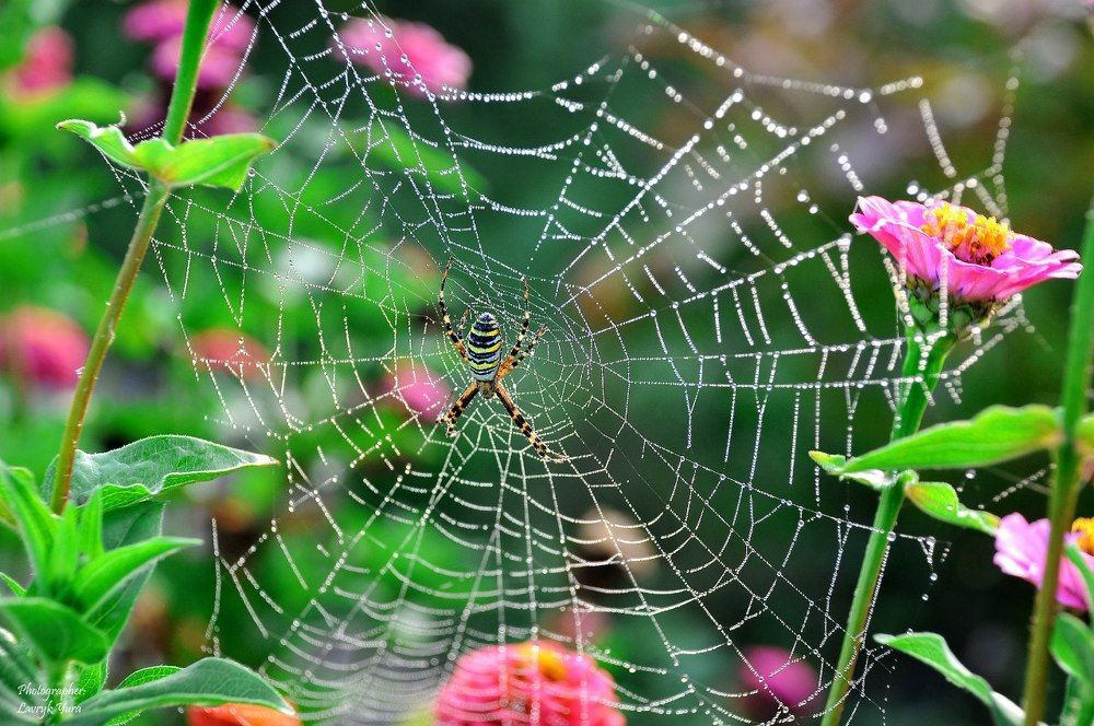 Утро после дождя