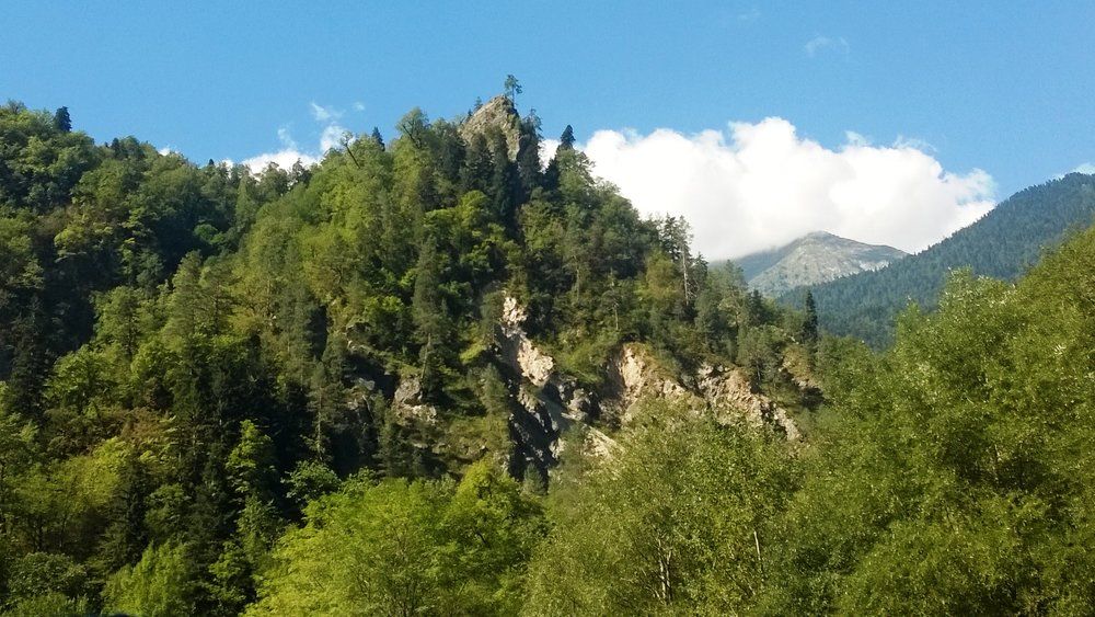 Сосна над облаками