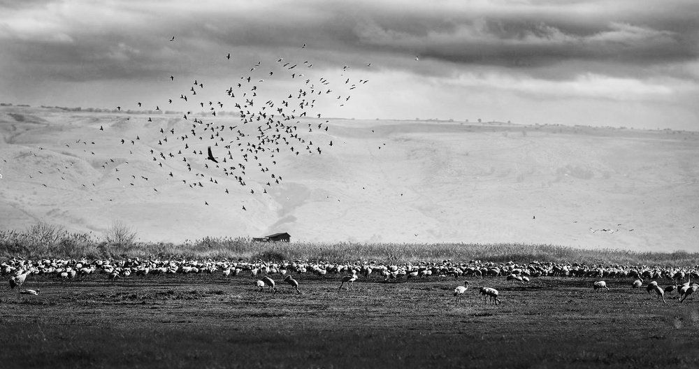 Перелётные птицы