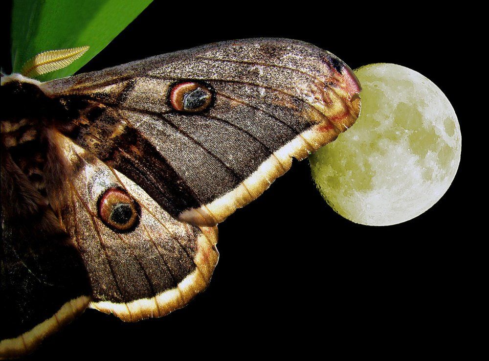 14 день луны