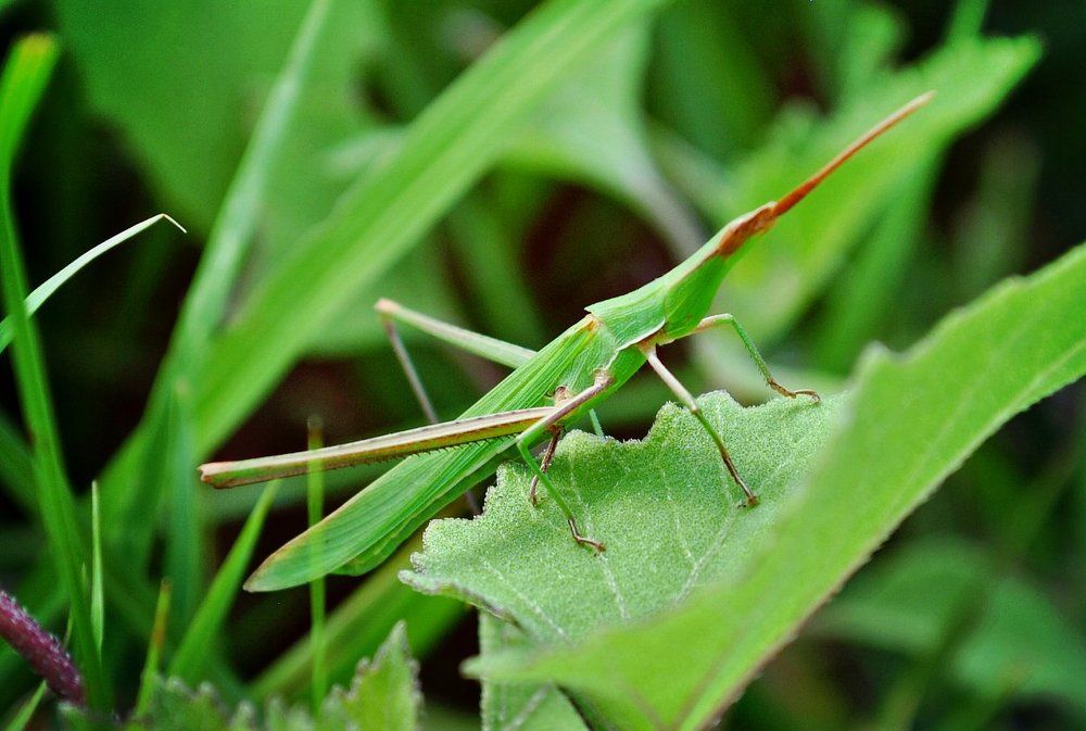 ОБЫКНОВЕННАЯ АКРИДА (ACRIDA BICOLOR THNB.)