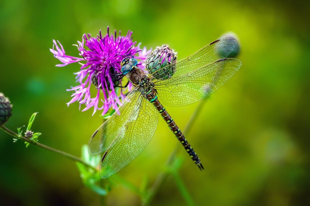 Стрекоза -  Aeschna serrata Hag