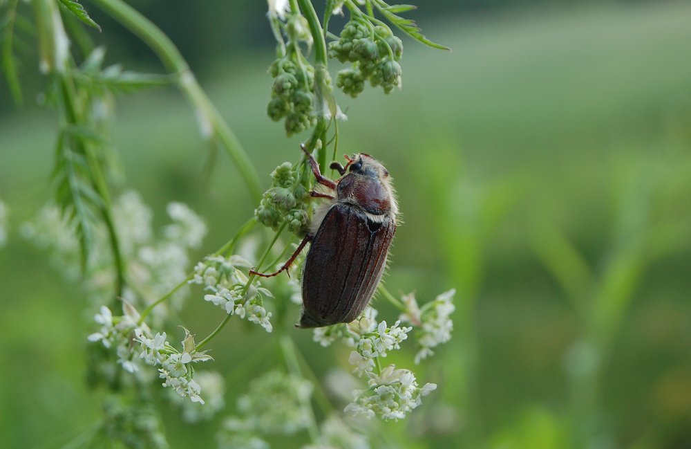 Майский жук