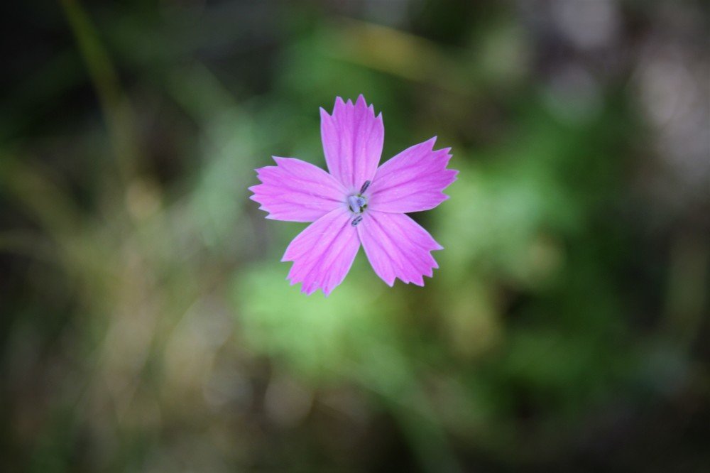 flower in the air
